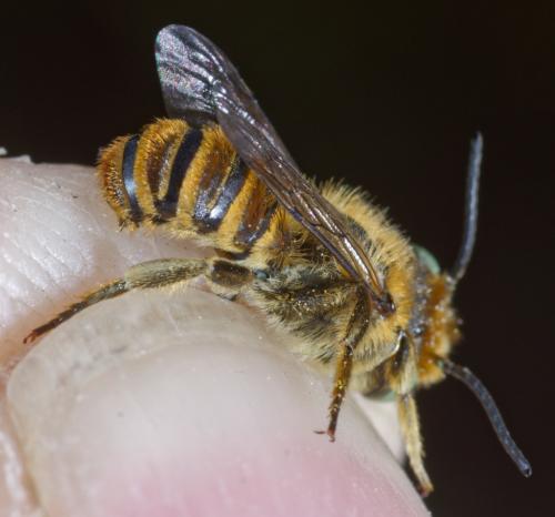 Megachile argentata schmiedeknechti